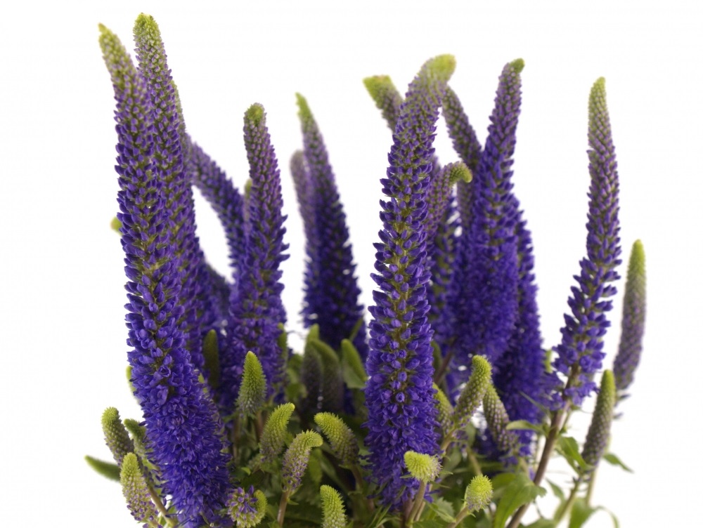 Превью изображения