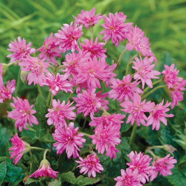 Превью изображения