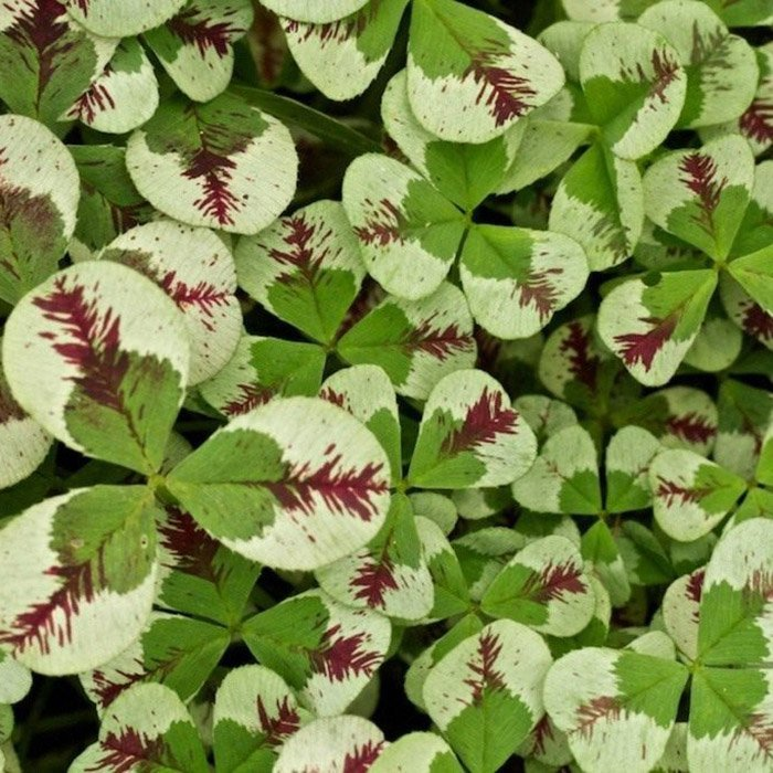 Превью изображения