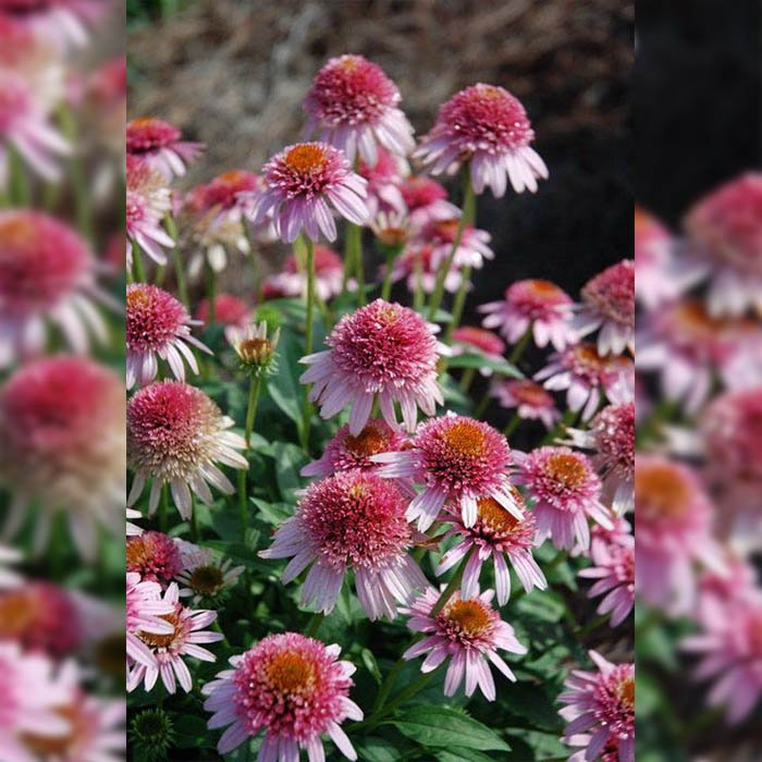 Превью изображения