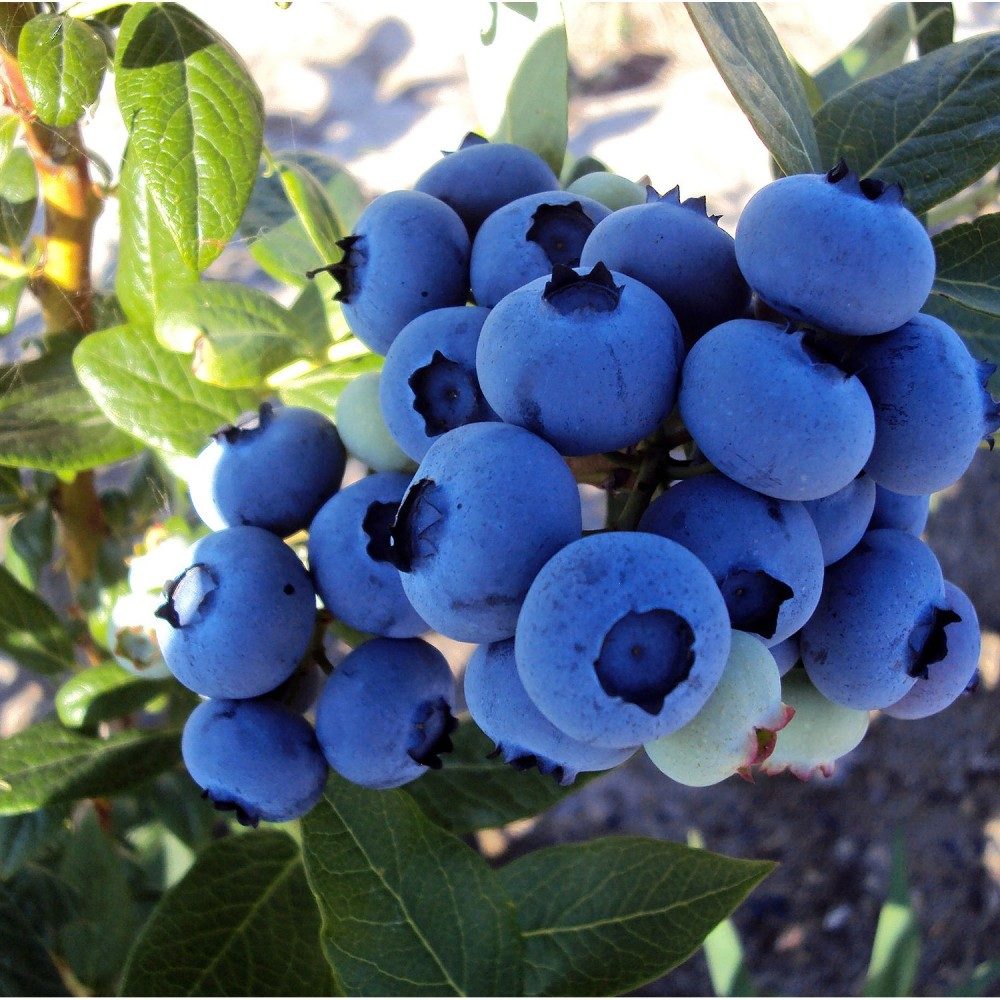 Превью изображения