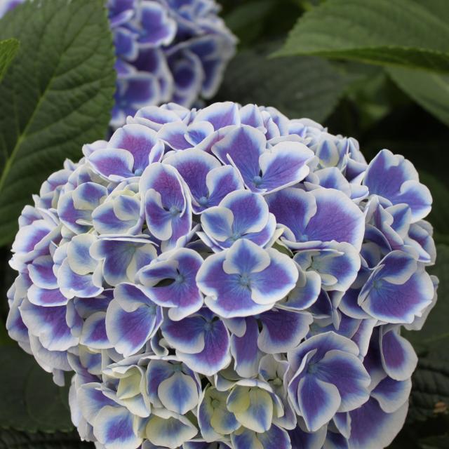 Превью изображения