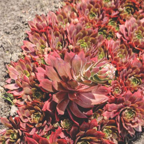 Превью изображения