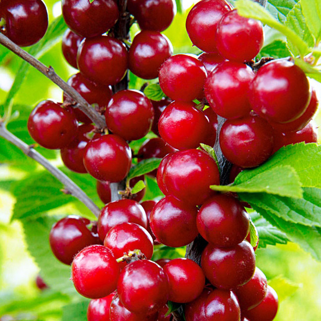 Превью изображения