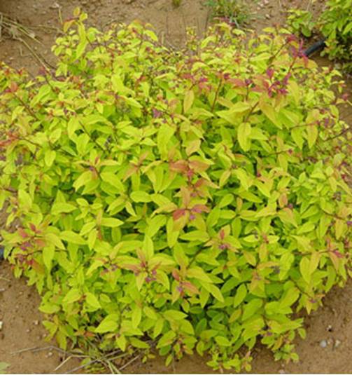 Превью изображения