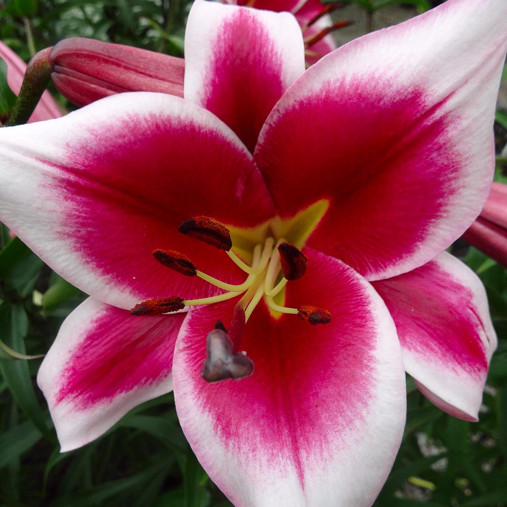 Превью изображения