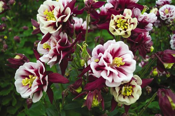 Превью изображения