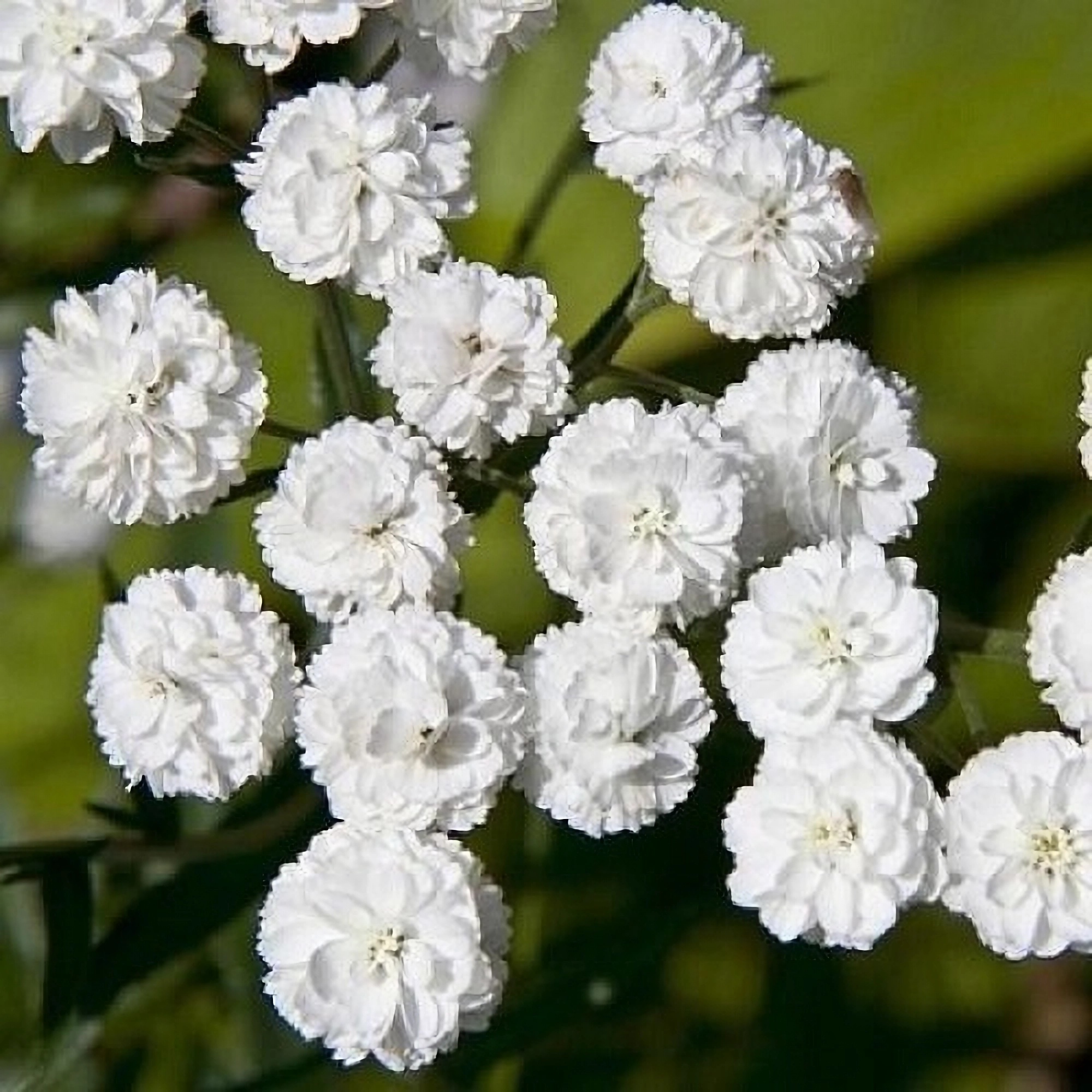 Превью изображения