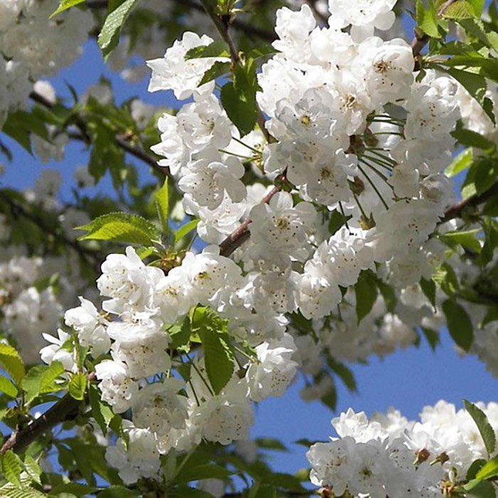 Превью изображения