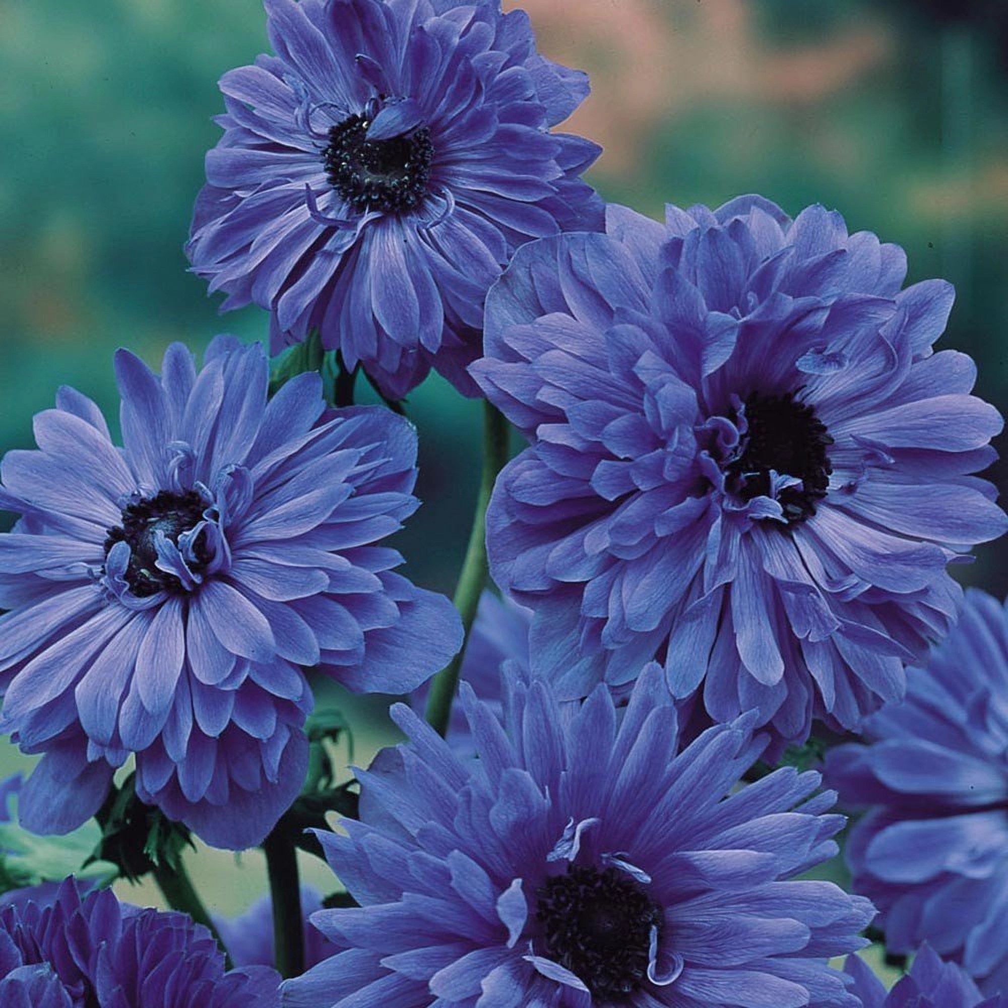 Превью изображения