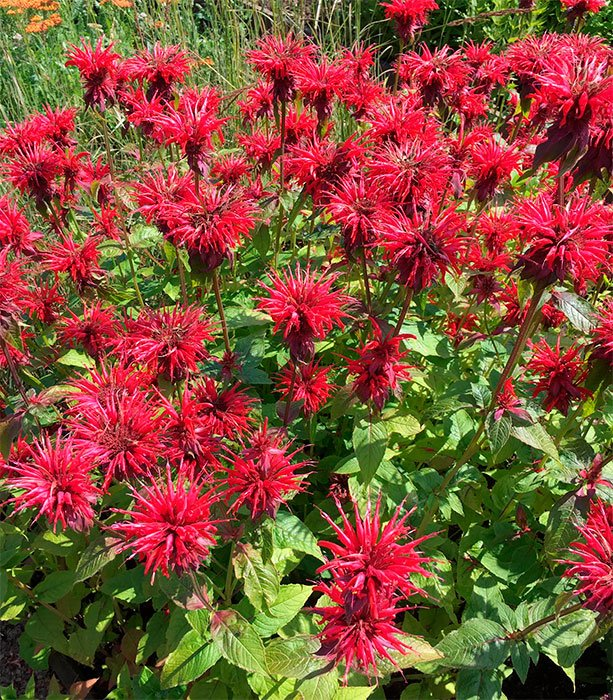 Превью изображения