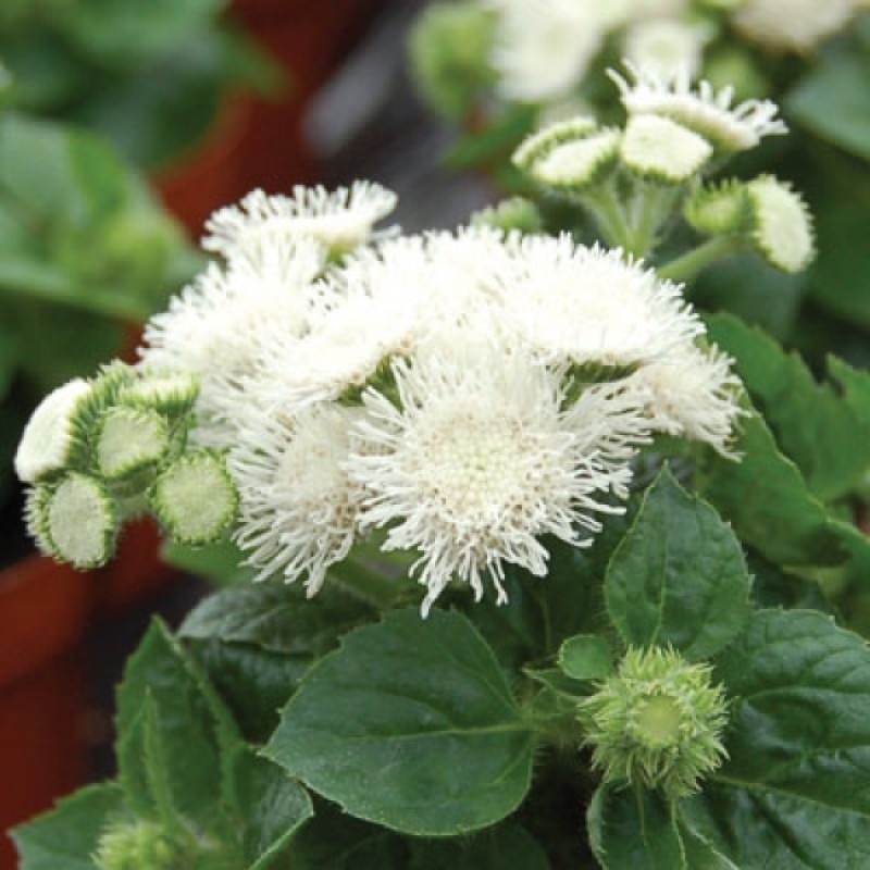 Превью изображения