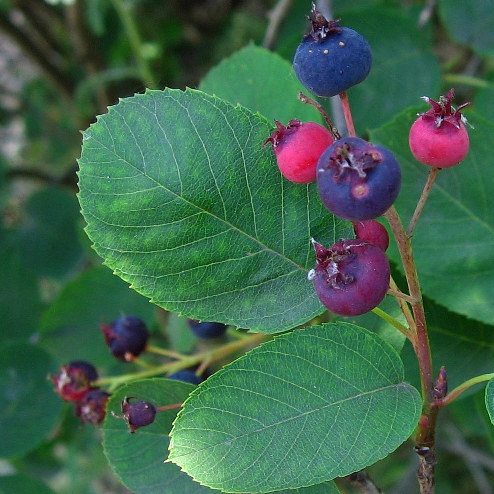 Превью изображения