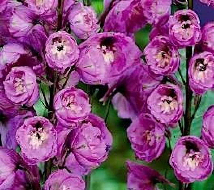 Превью изображения