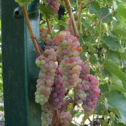 Превью изображения