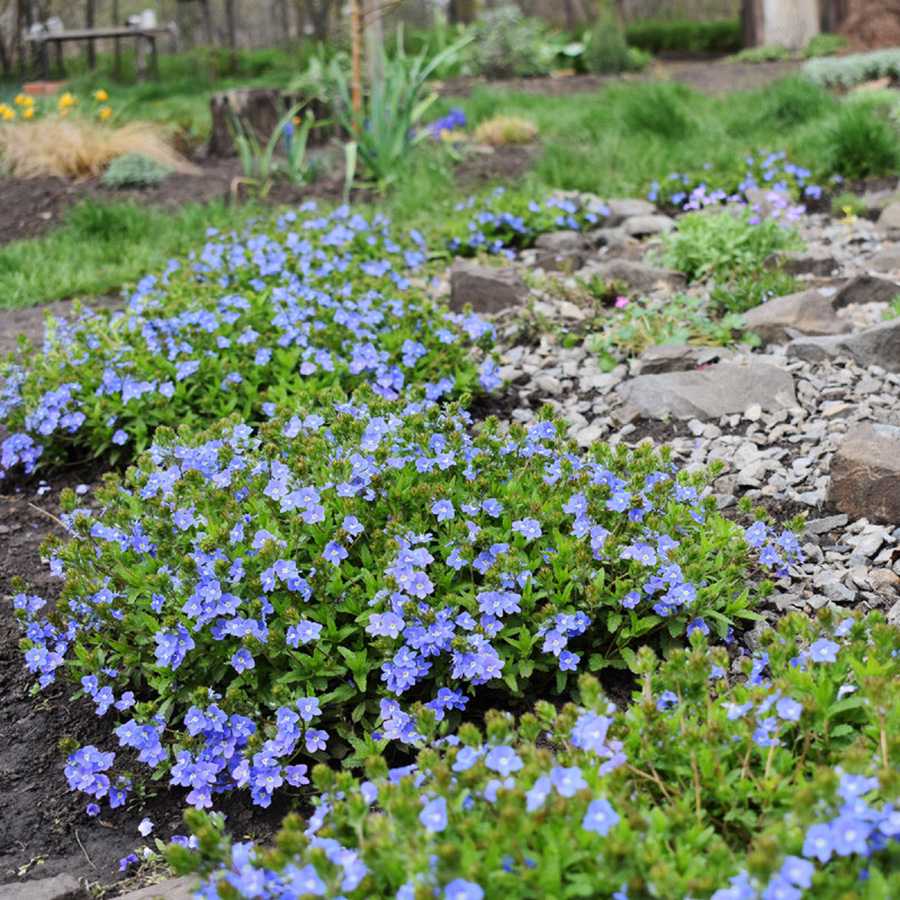 Превью изображения