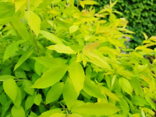 Превью изображения