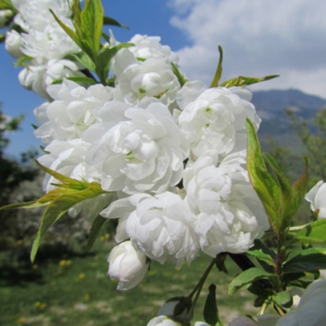 Превью изображения