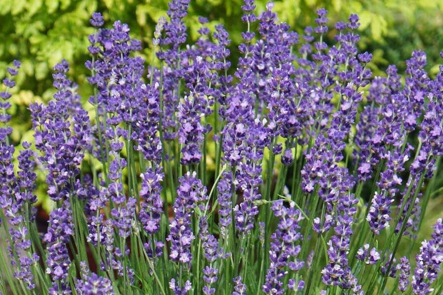 Превью изображения