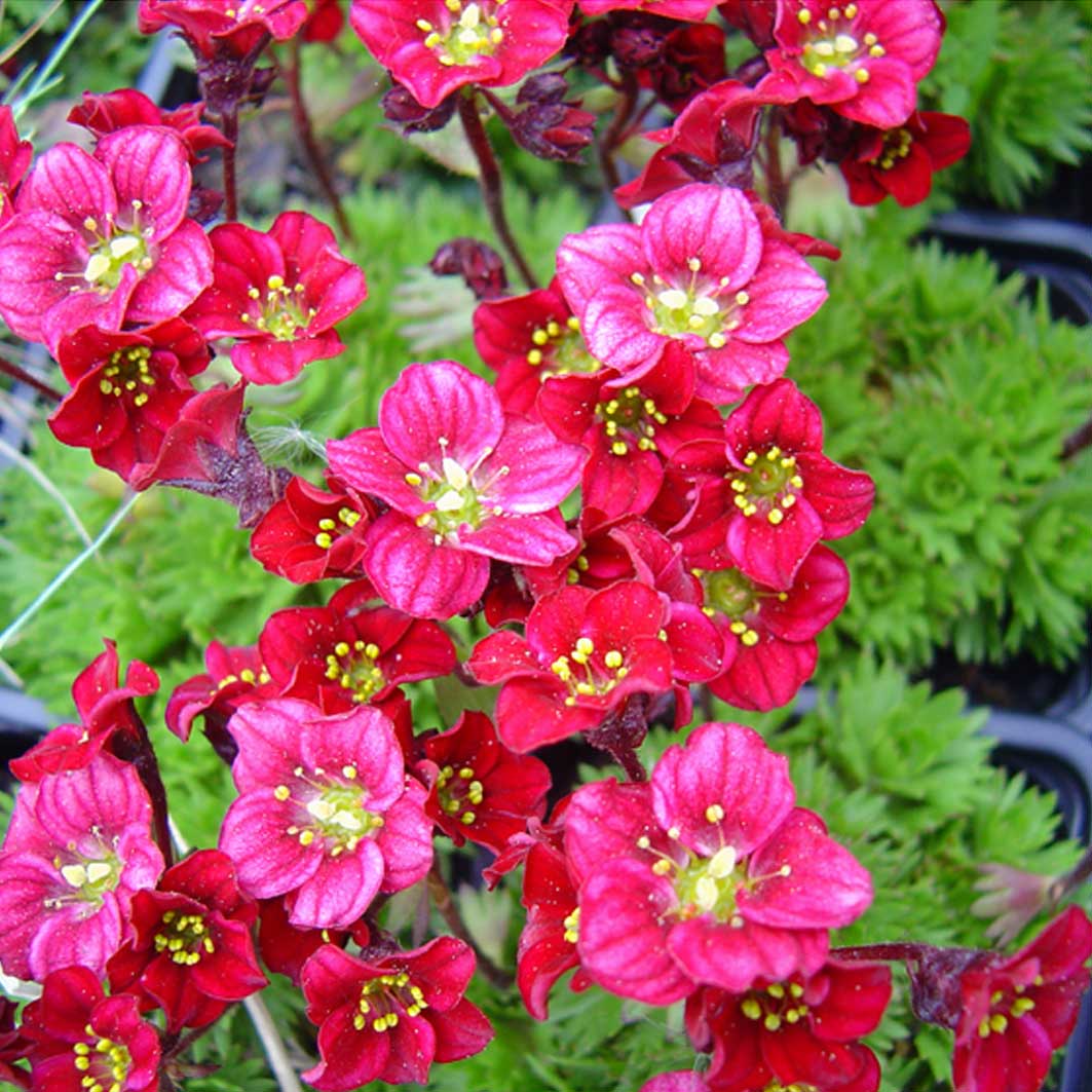 Превью изображения