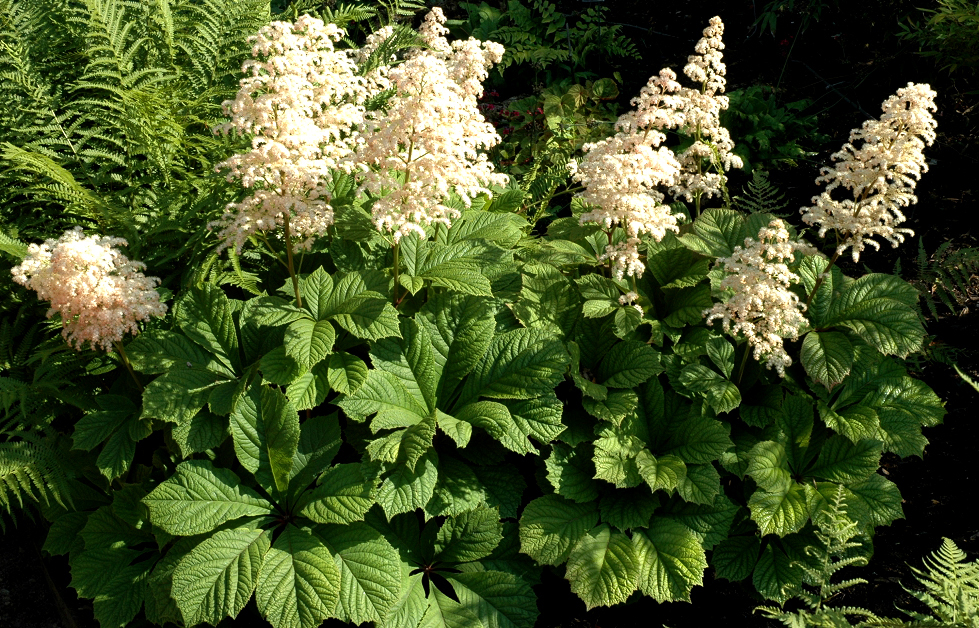 Превью изображения