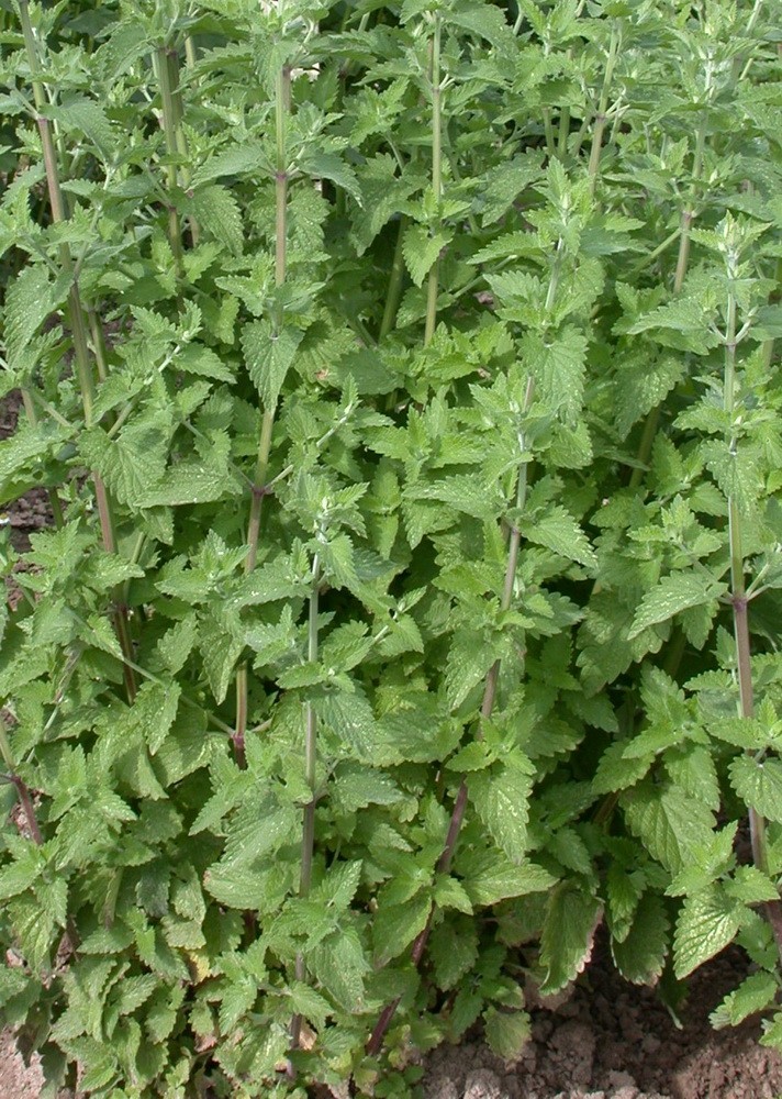 Превью изображения