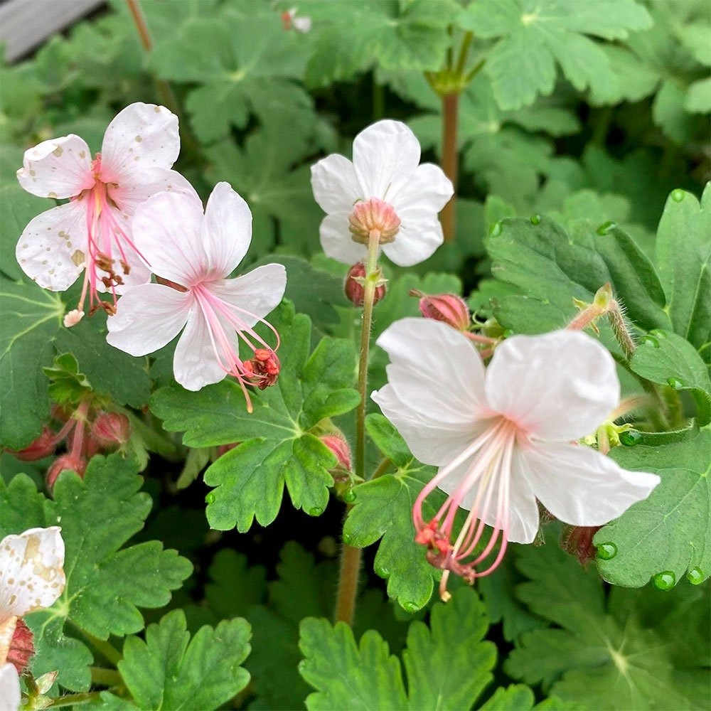 Превью изображения