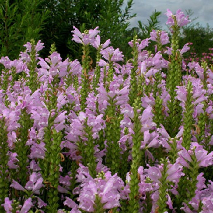 Превью изображения