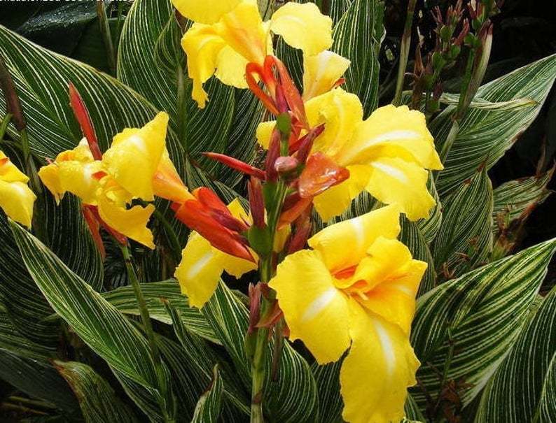 Превью изображения