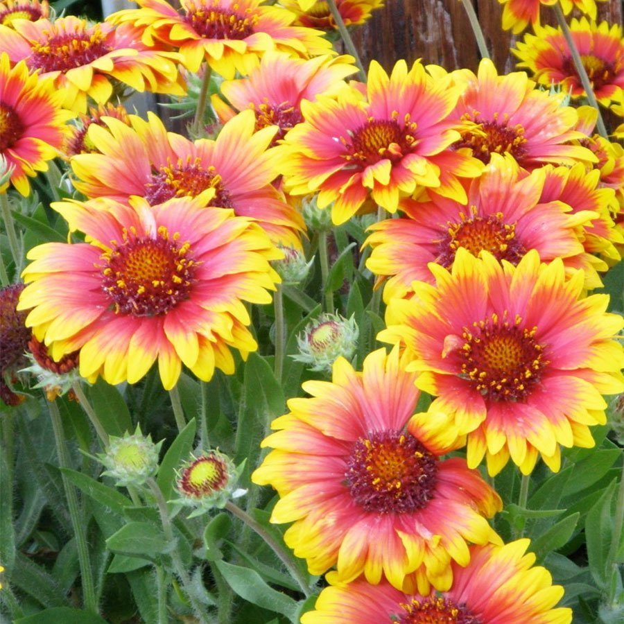 Превью изображения