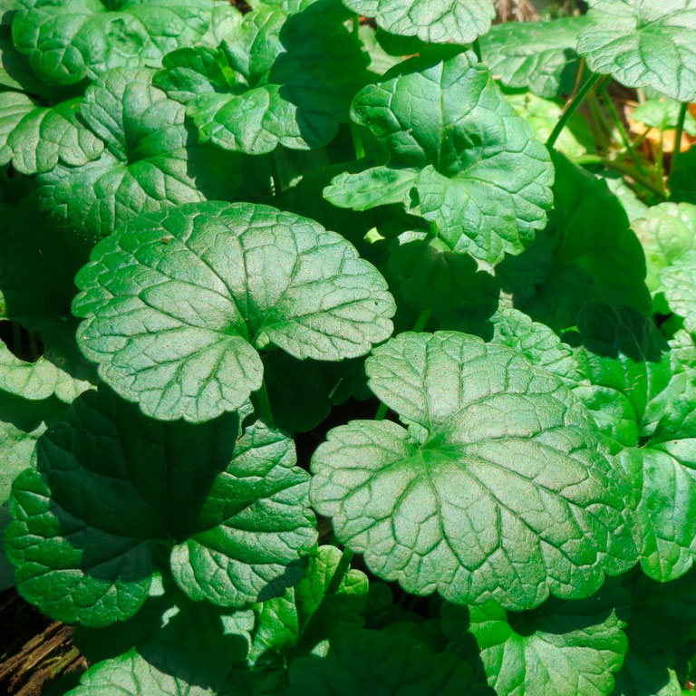 Превью изображения