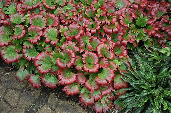 Превью изображения