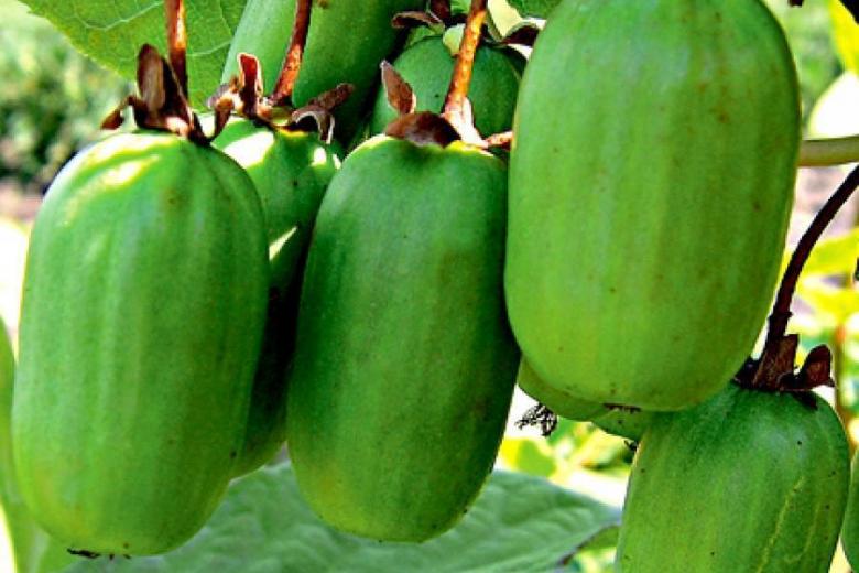 Превью изображения