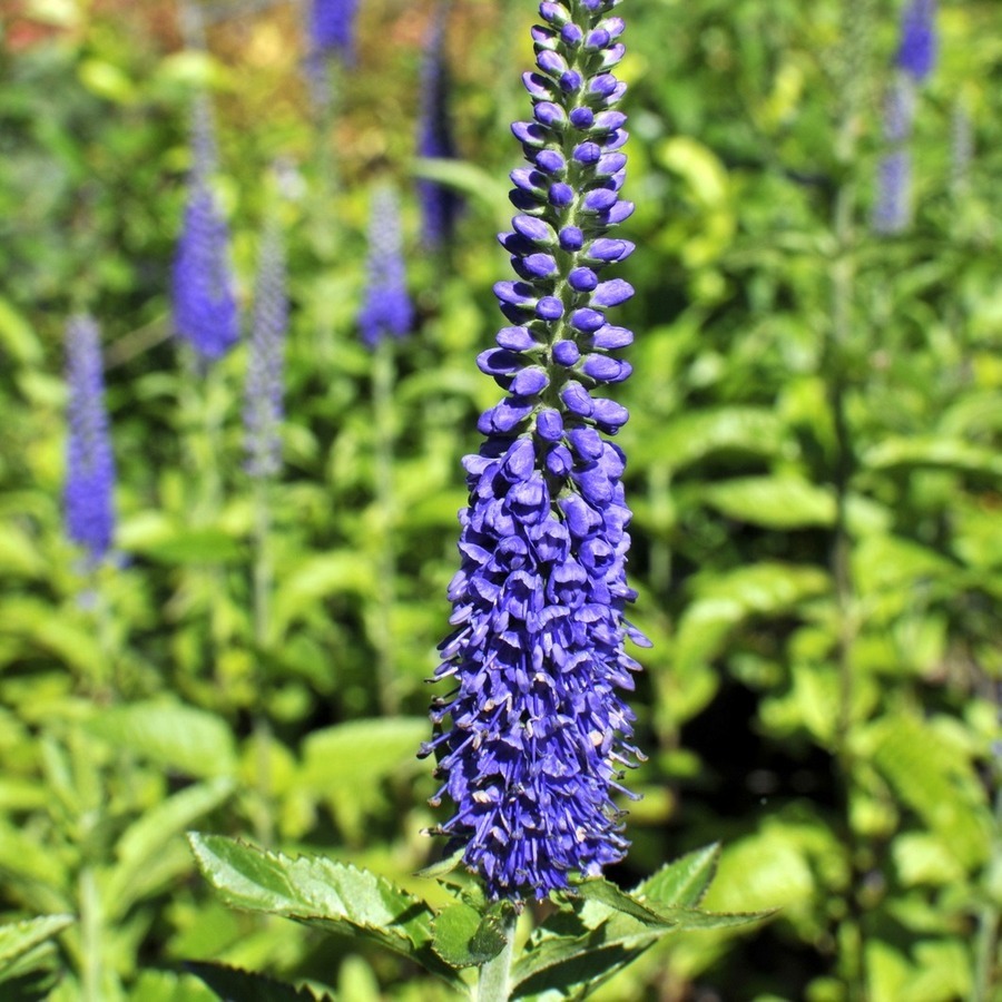 Превью изображения