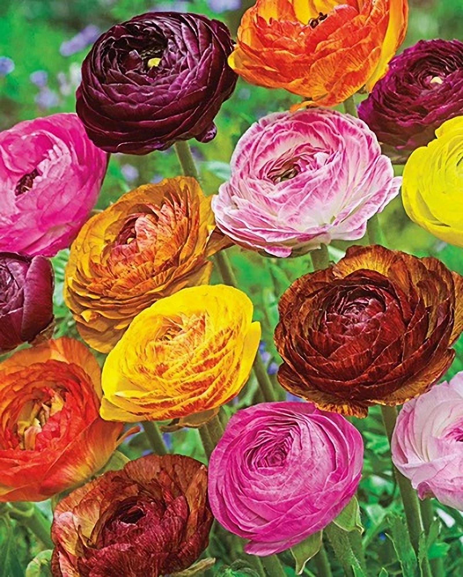 Превью изображения