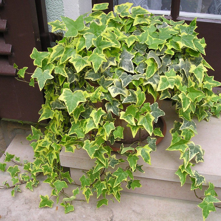 Превью изображения