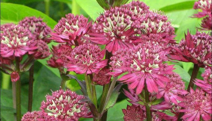 Превью изображения