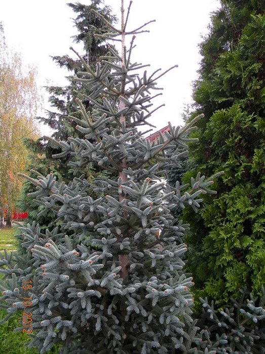 Превью изображения