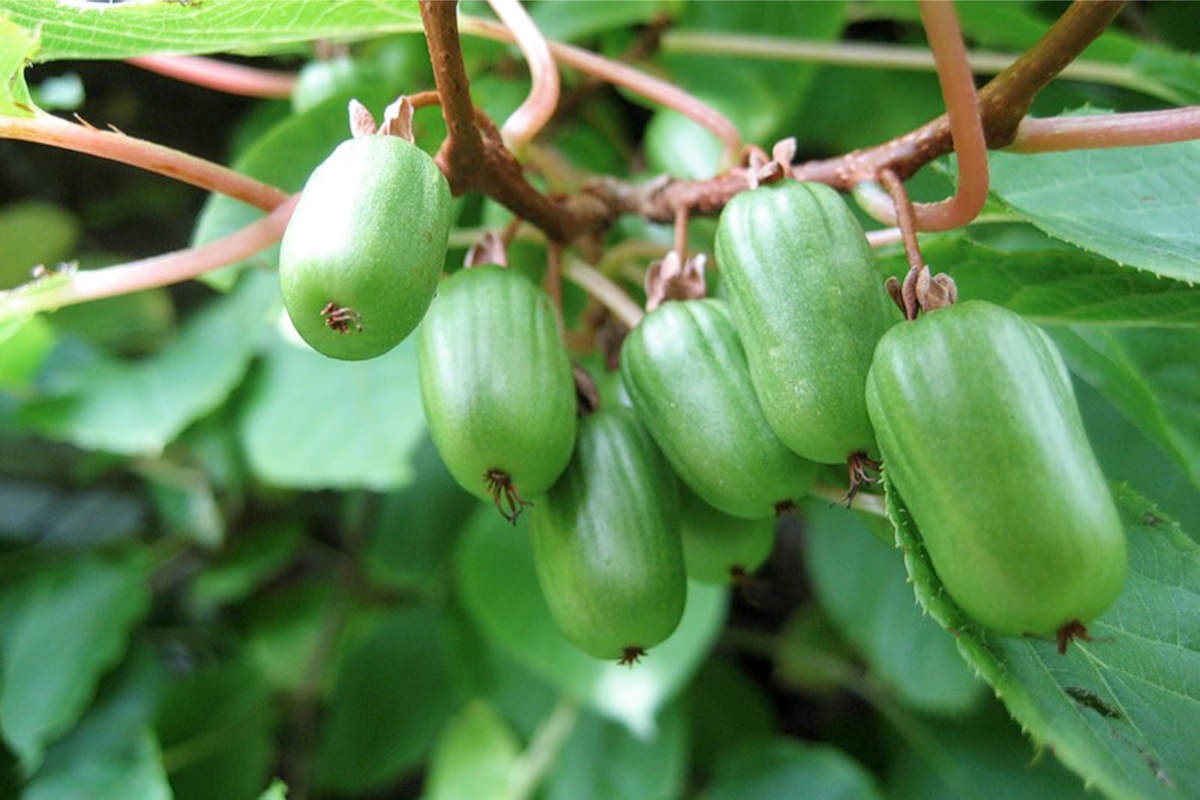 Превью изображения