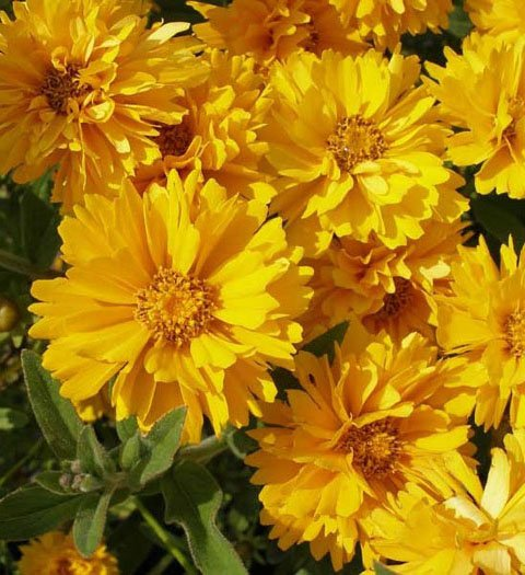 Превью изображения