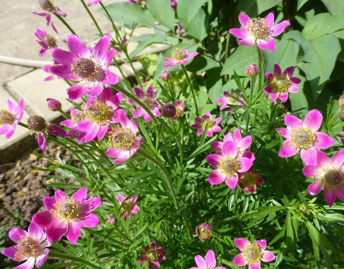 Превью изображения