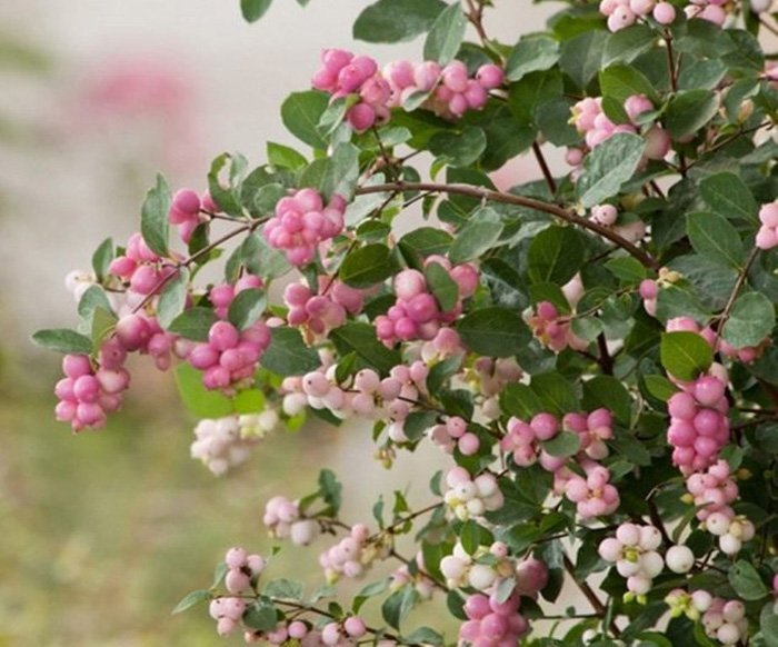 Превью изображения