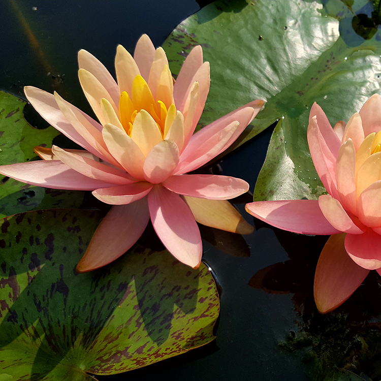 Превью изображения