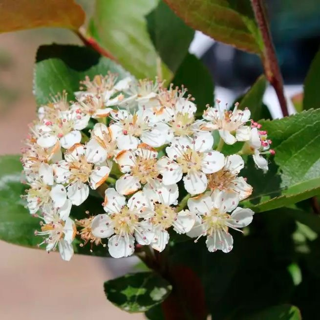 Превью изображения