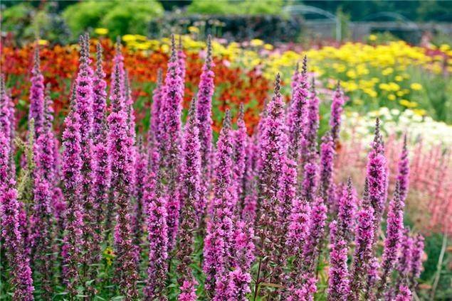 Превью изображения