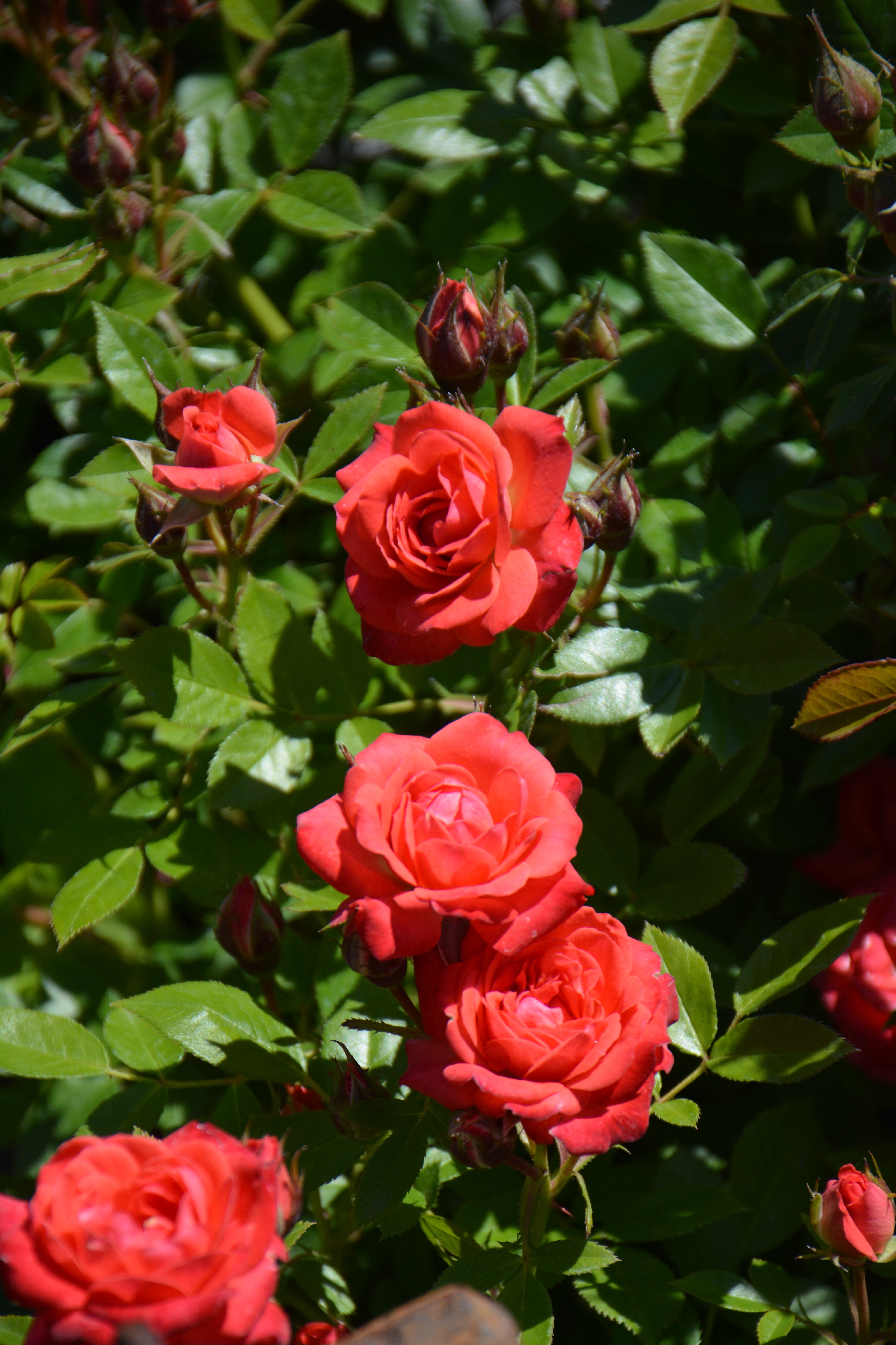 Превью изображения