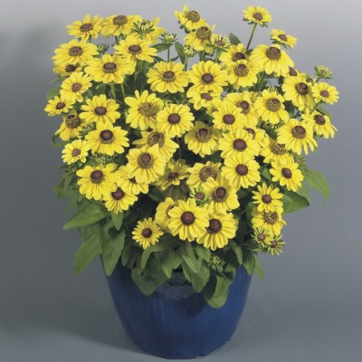 Превью изображения