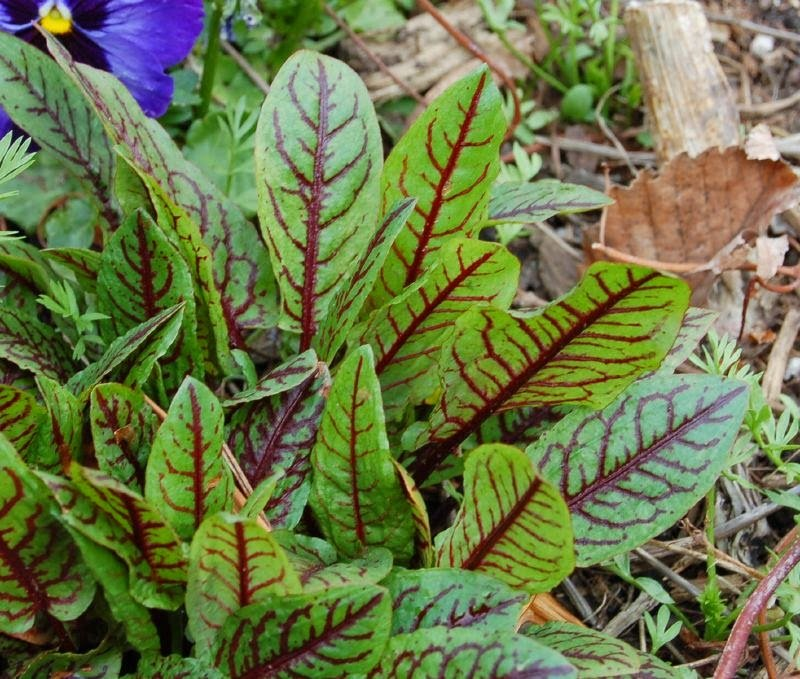 Превью изображения