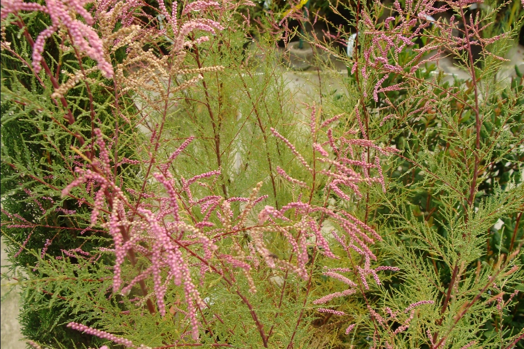 Превью изображения