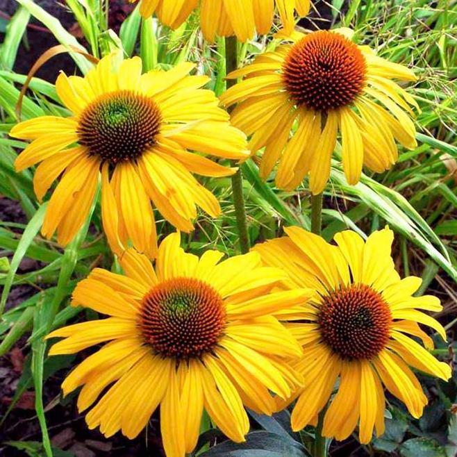 Превью изображения